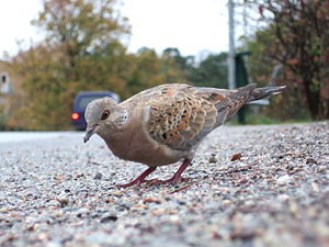 Tortola europea.JPG