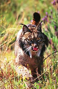 Lince iberico.jpg