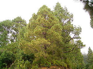 800px-Pinus canariensis (Barlovento) 13 ies.jpg