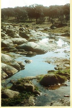 Arroyo de Medereros. Cardeña.