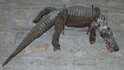 Caiman de la Fuensanta.jpg